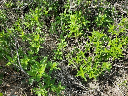 Image of Verbesina dissita by no rights reserved