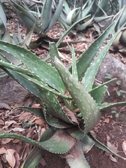 Aloe