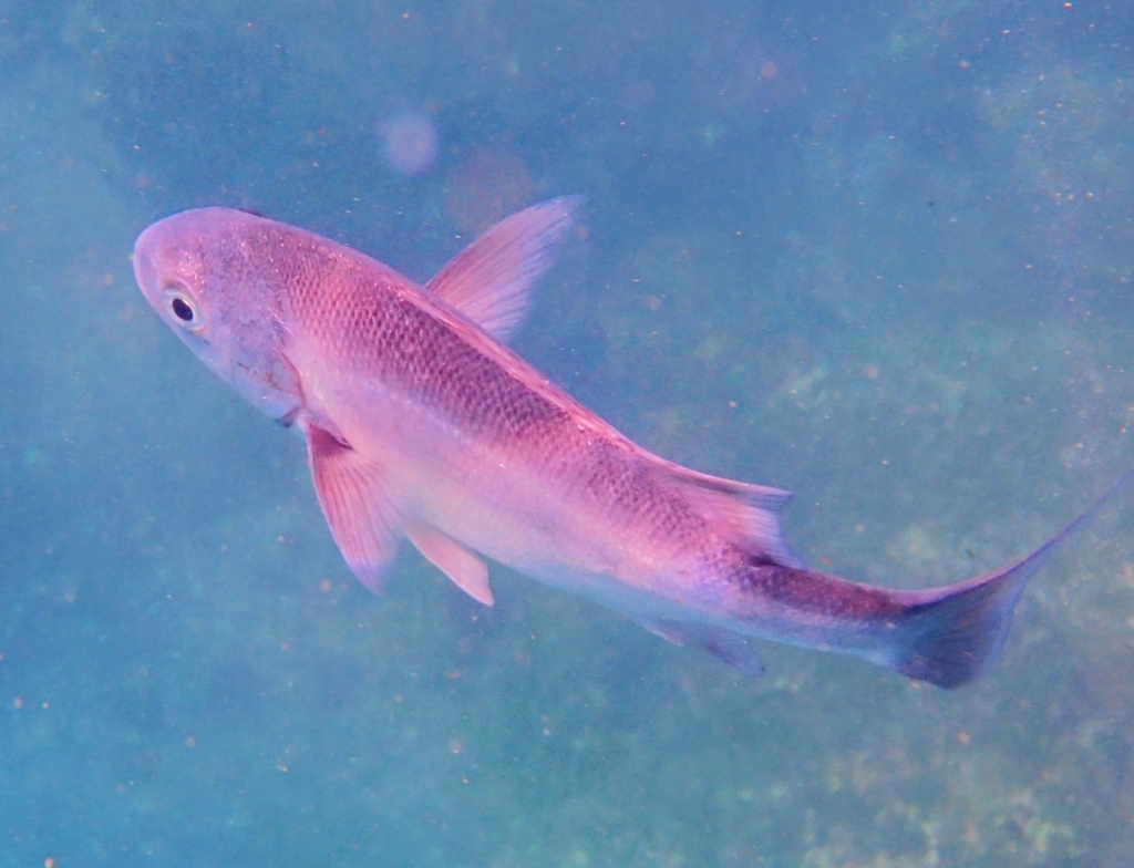 Anisotremus scapularis
