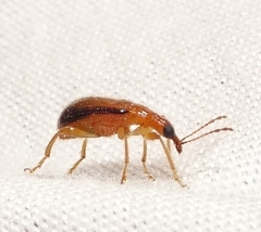Eugnamptus cinctus