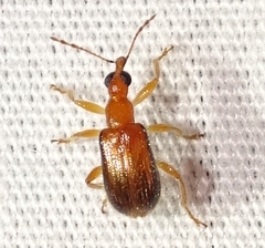 Eugnamptus cinctus
