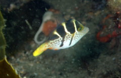 Paraluteres prionurus