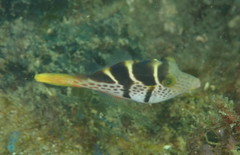 Paraluteres prionurus