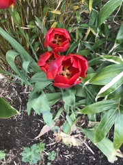 Tulipa