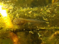Pelobates fuscus