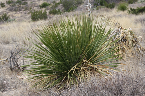 Dasylirion leiophyllum