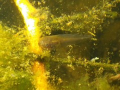 Pelobates fuscus