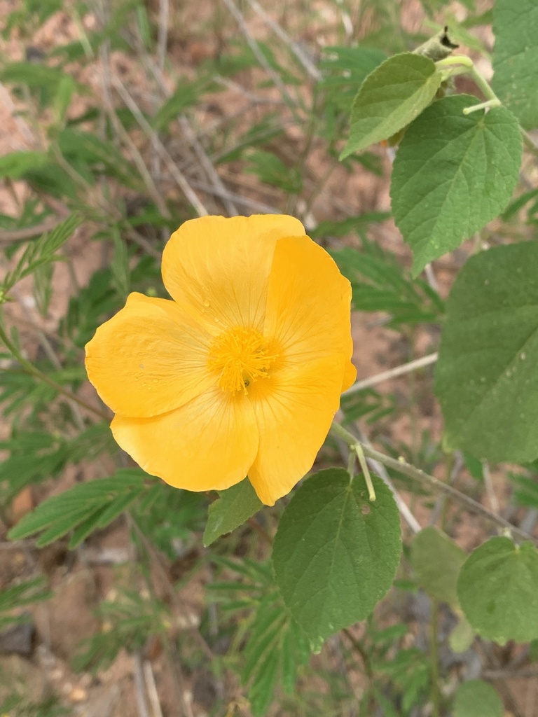 Gaya grandiflora