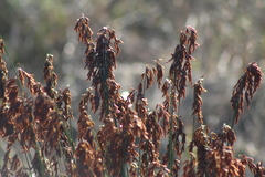 Thamnochortus punctatus