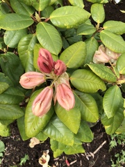 Rhododendron campylocarpum