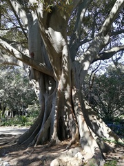 Ficus elastica