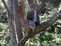 Sciurus carolinensis