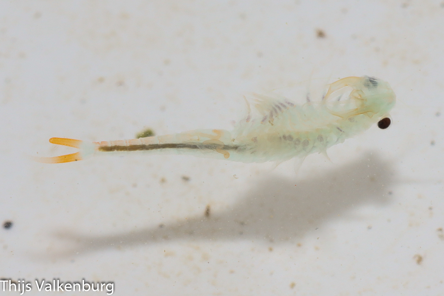 Branchipus schaefferi Fischer, 1834