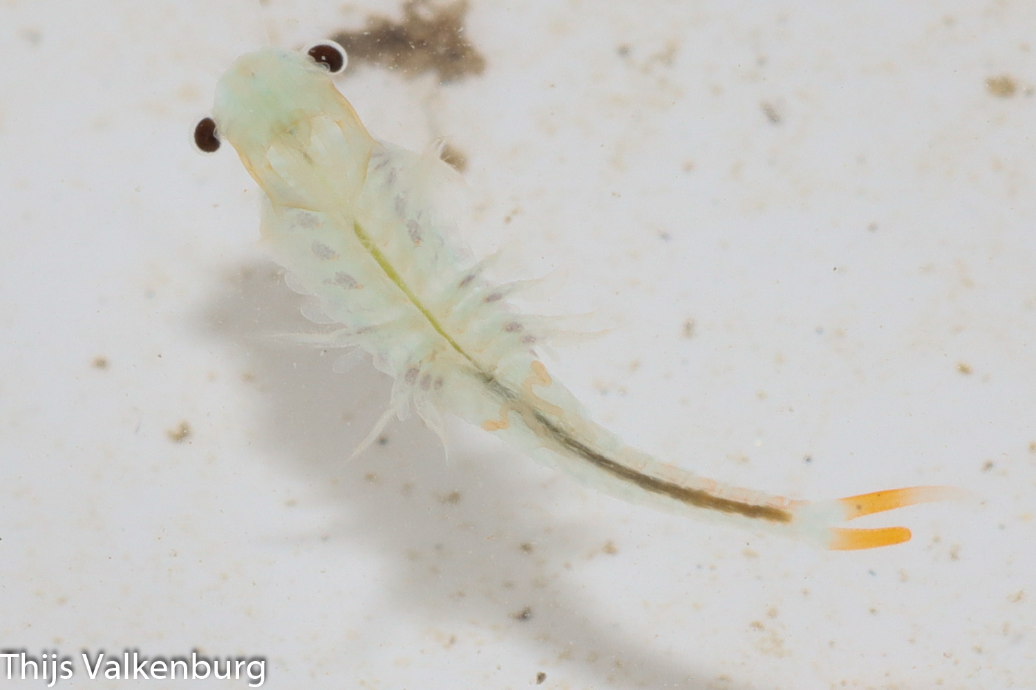 Branchipus schaefferi Fischer, 1834