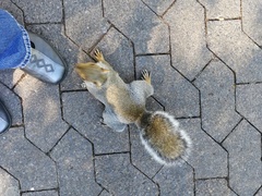 Sciurus carolinensis