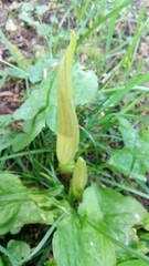 Arum maculatum