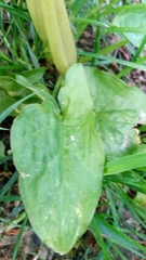 Arum maculatum
