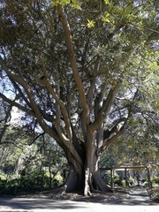 Ficus elastica