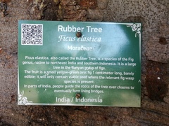 Ficus elastica