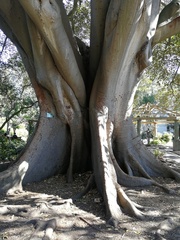 Ficus elastica