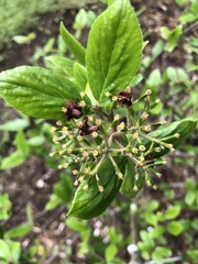 Viburnum × burkwoodii