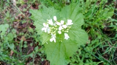 Alliaria petiolata