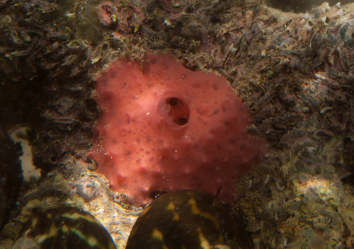 Darwinellidae