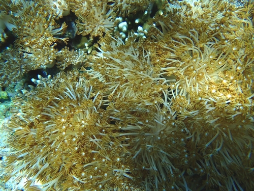 Unomia stolonifera observed 2024-03-17