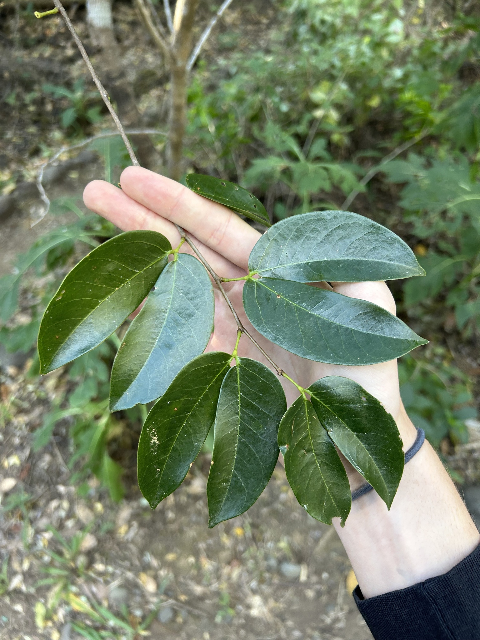 Imagem de Jatobá