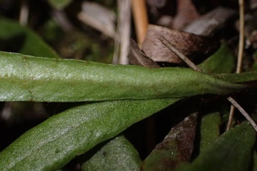 Image of Notogrammitis patagonica by (c) Oscar Dove, some rights reserved (CC BY)