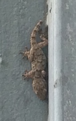 Tarentola mauritanica