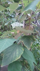 Mallotus paniculatus formosanus
