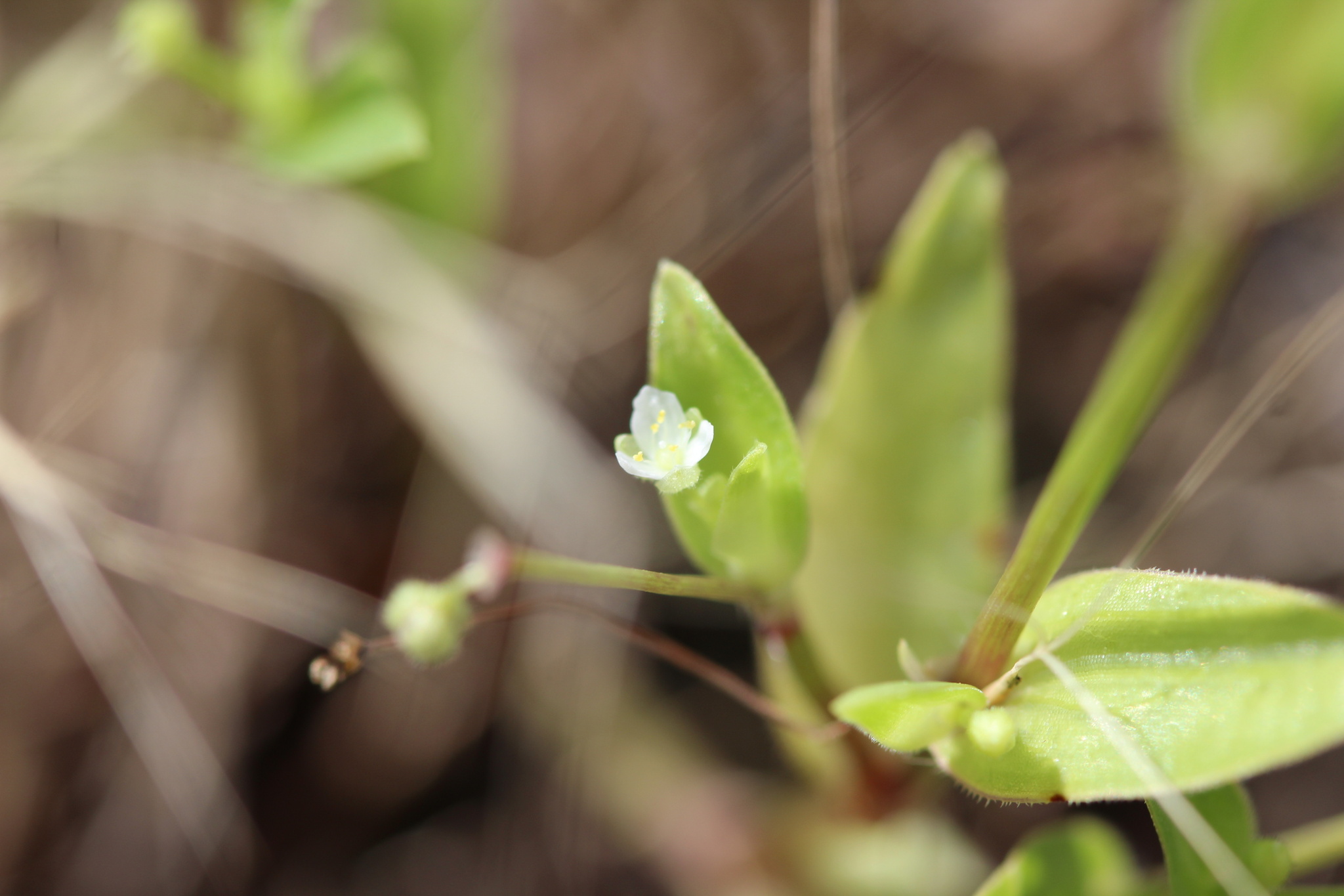 Callisia filiformis