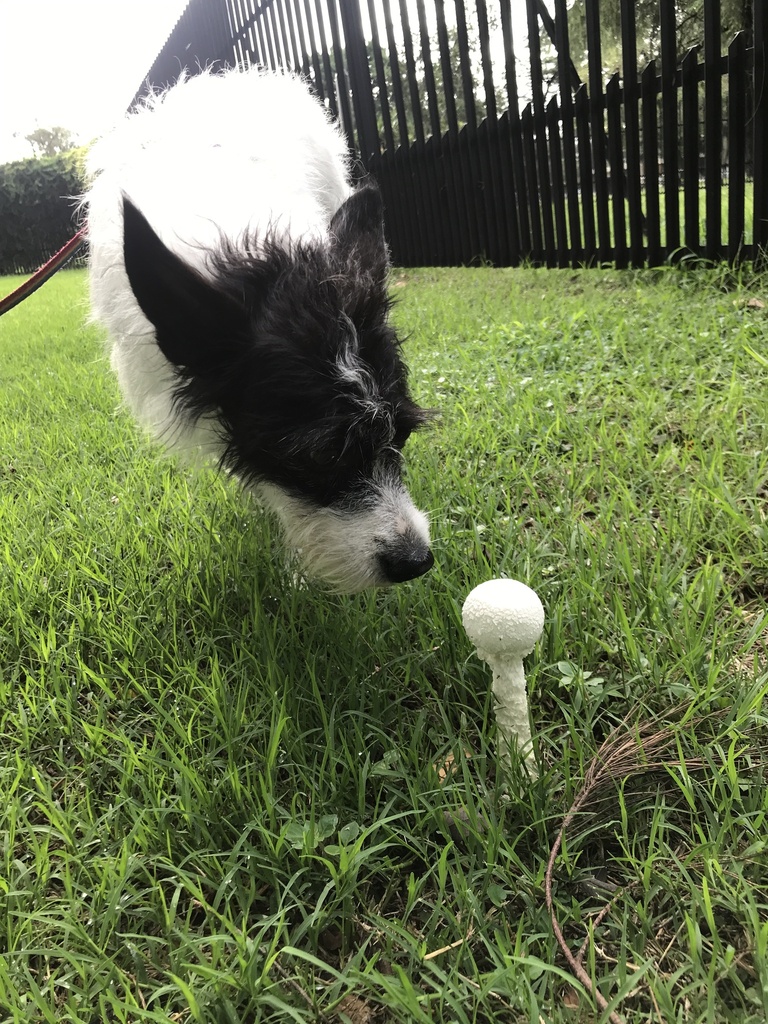Amanita foetens