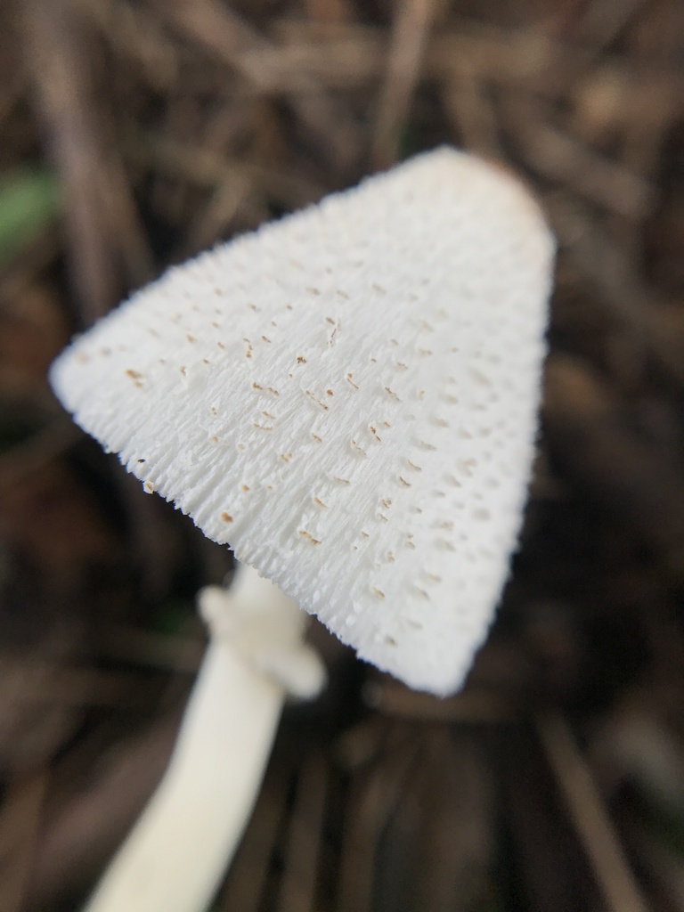 Leucocoprinus cepistipes · March 2024 · photo: © tutitah (iNaturalist, cc0)