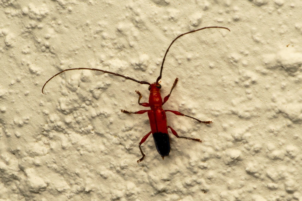 Plectrocerum spinicorne