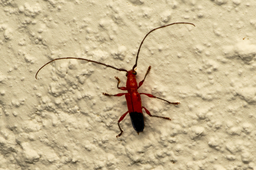 Plectrocerum spinicorne