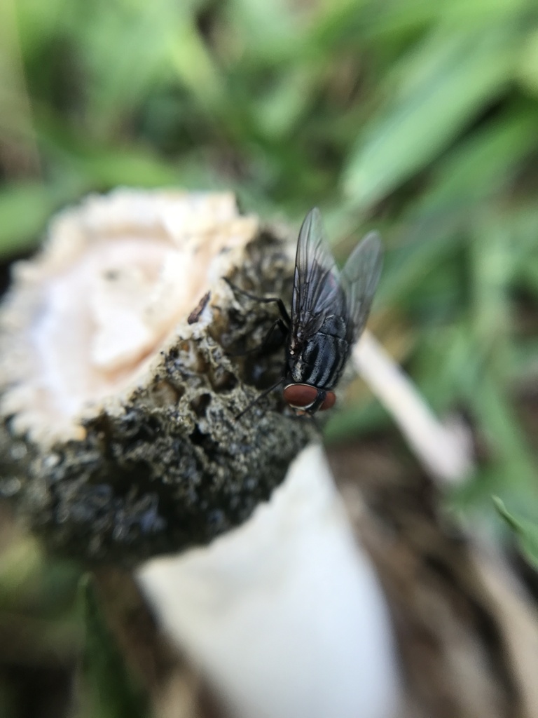 Itajahya galericulata · March 2024 · photo: © tutitah (iNaturalist, cc0)