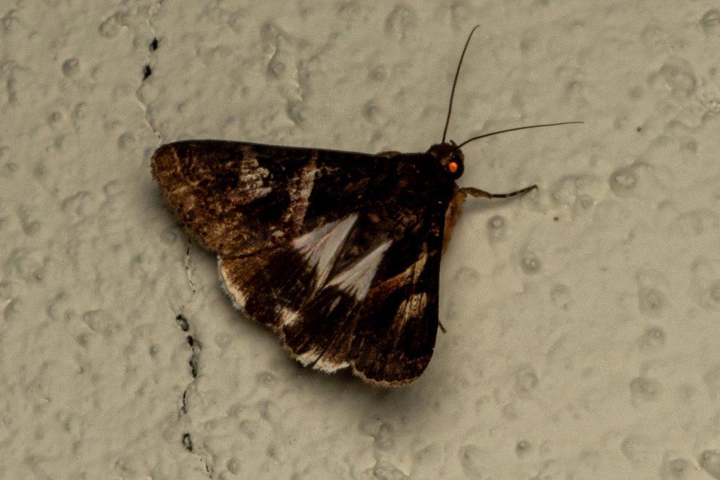 Melipotis contorta