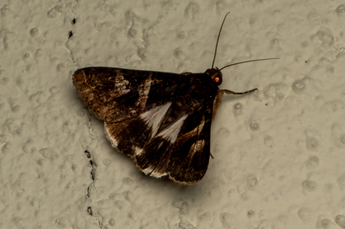 Melipotis contorta