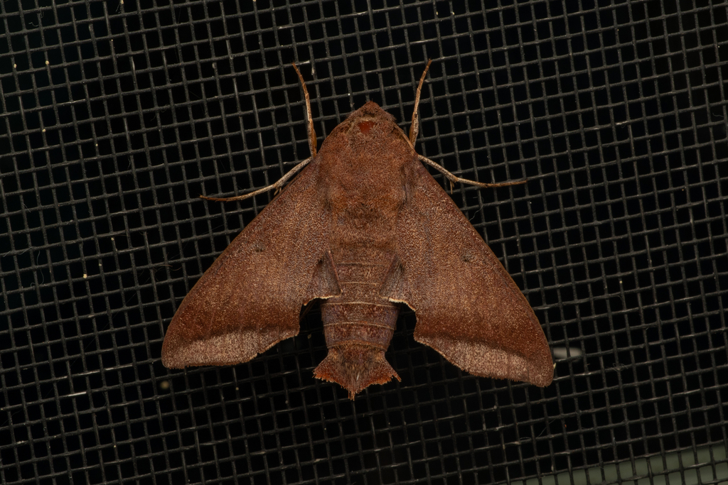 Perigonia manni