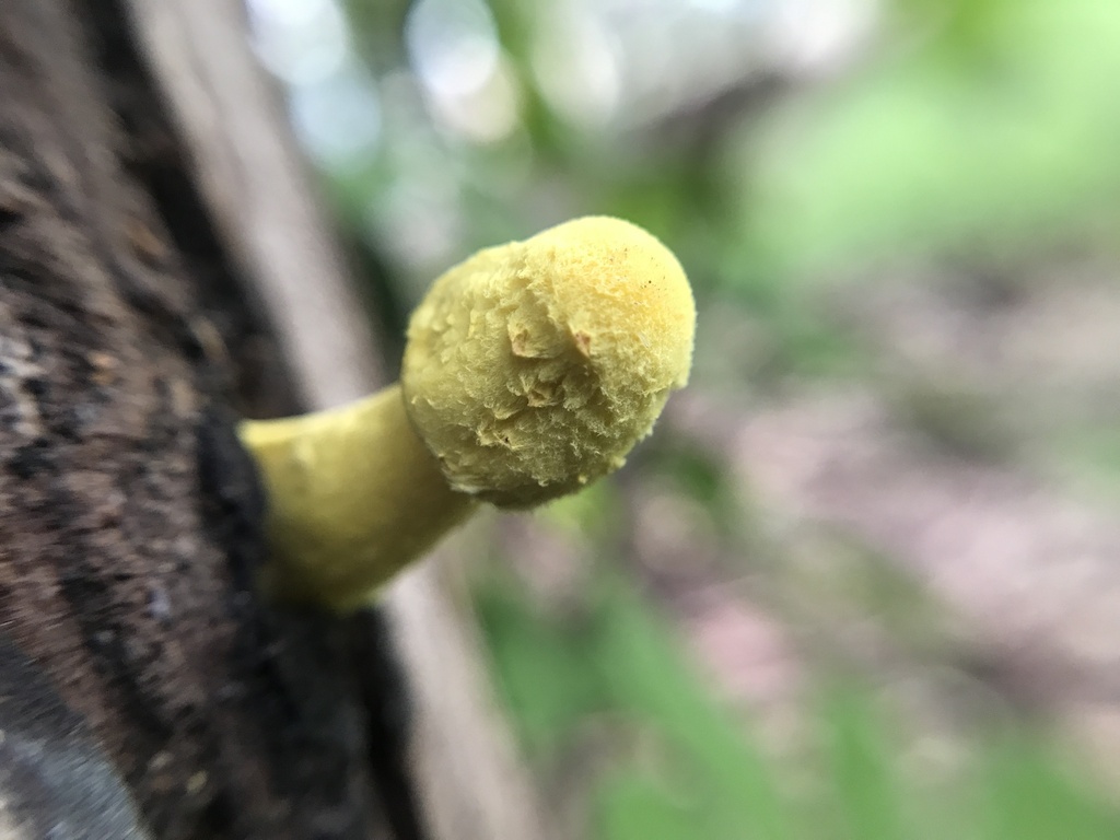 Leucocoprinus birnbaumii · March 2024 · photo: © tutitah (iNaturalist, cc0)