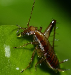 Saltoblattella