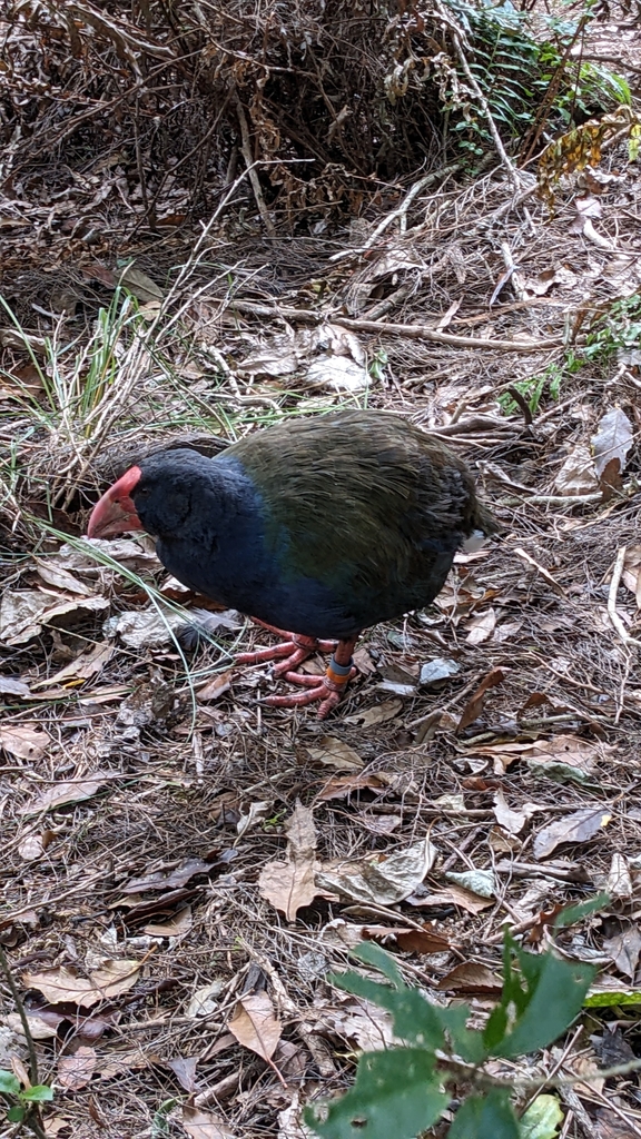 South Island Takahē in March 2024 by Svend Hansen · iNaturalist United ...