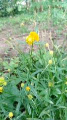 Ranunculus acris