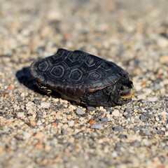 Malaclemys terrapin pileata