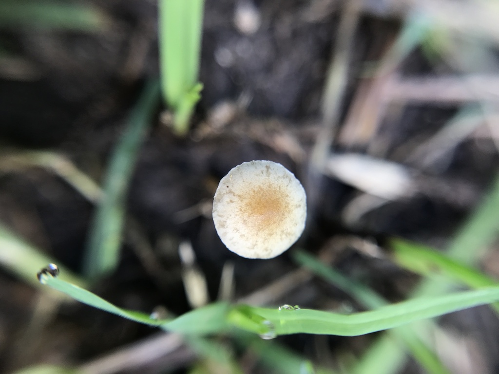 Agrocybe pediades · March 2024 · photo: © tutitah (iNaturalist, cc0)