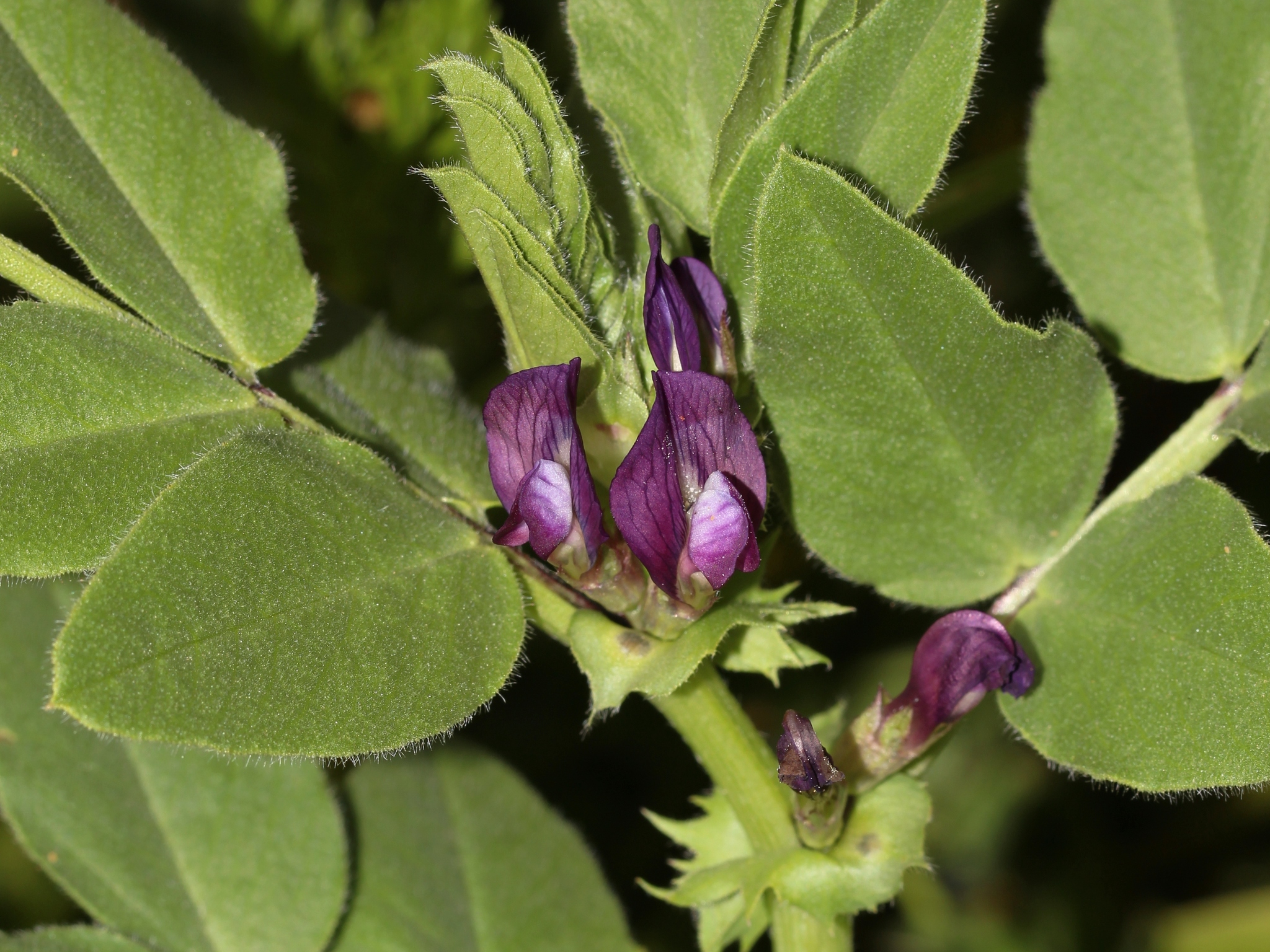 Vicia narbonensis