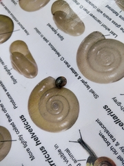 Oxychilus navarricus