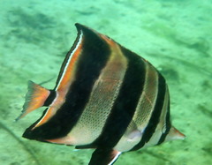 Chelmonops truncatus